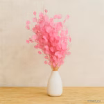 Lunaria Silberblatt getrocknet - Weiß/Rosa - Trockenblumen Deko
