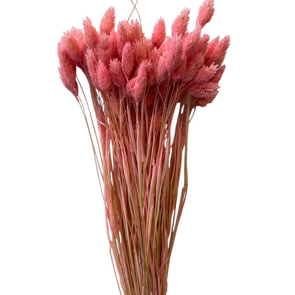 Phalaris in Rosa – Getrocknete Gräser - 25 Stück - Boho-Sträuße und kreative Floristik