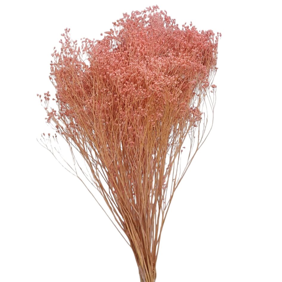 Getrockneter Broom Bloom, rosa  – 3 Stiele, Trockenblumen aus Italien für Sträuße & Dekoration
