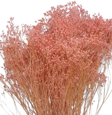 Getrockneter Broom Bloom aus Italien – 3 Stiele in Naturfarbe, ca. 45 cm