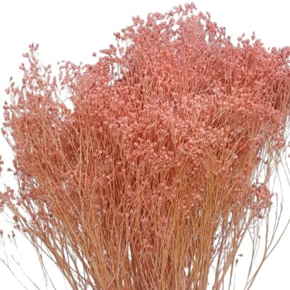 Getrockneter Broom Bloom aus Italien – 3 Stiele in Naturfarbe, ca. 45 cm