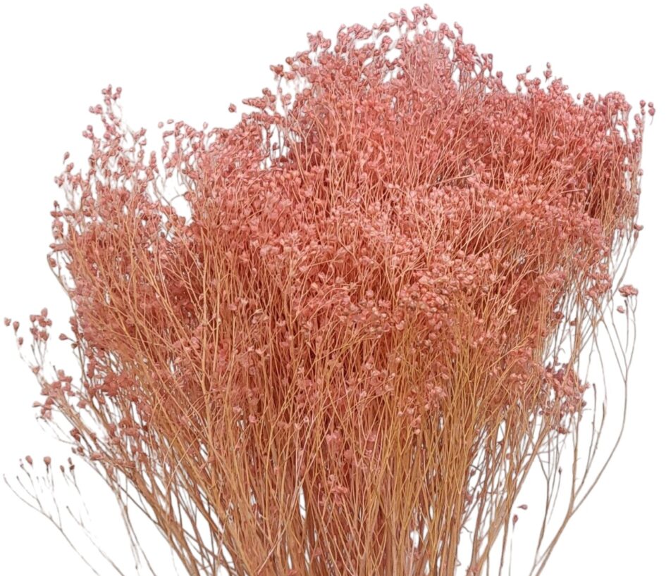 Getrockneter Broom Bloom aus Italien – 3 Stiele in Naturfarbe, ca. 45 cm