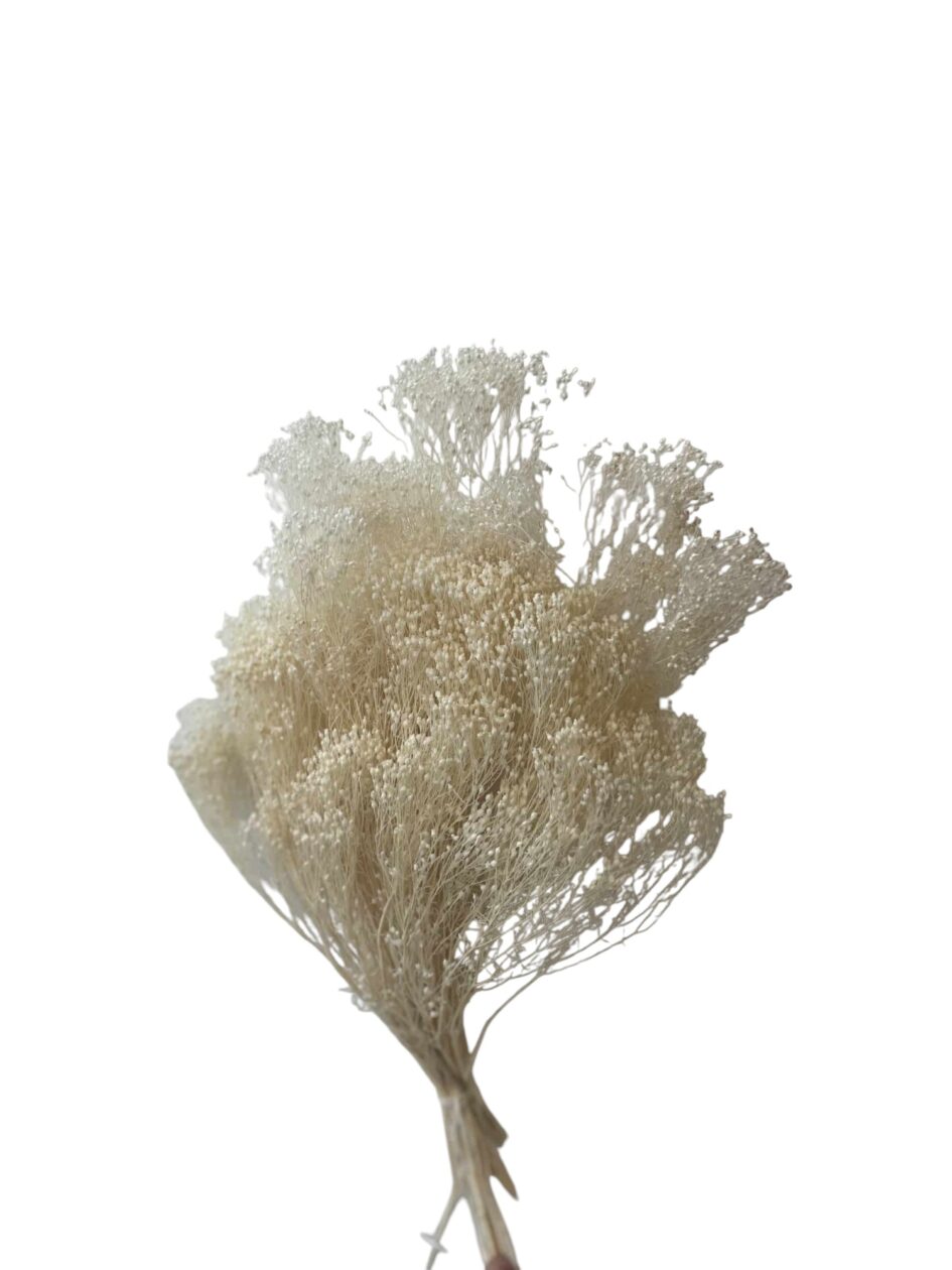 Getrockneter Broom Bloom, weiß  – 3 Stiele, Trockenblumen aus Italien für Sträuße & Dekoration
