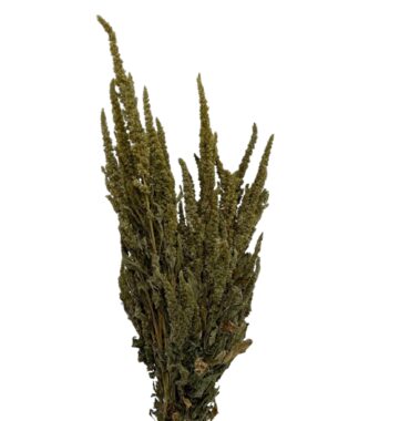 Trockenblumen - Amaranthus Grün Natur - getrockneter Fuchsschwanz für natürliche Deko