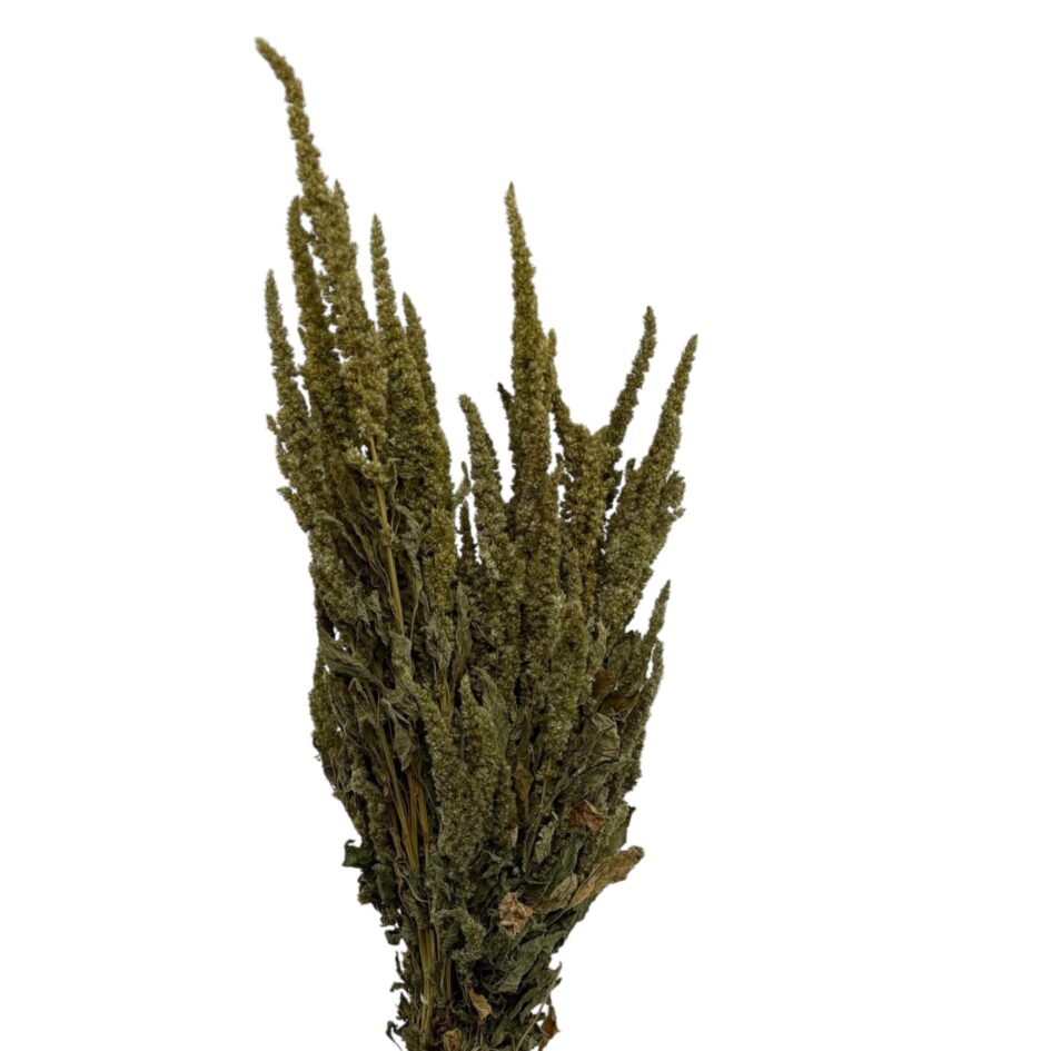 Trockenblumen - Amaranthus Grün Natur - getrockneter Fuchsschwanz für natürliche Deko