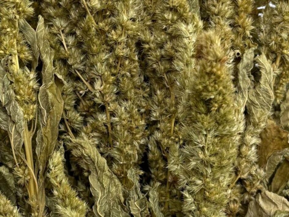 Trockenblumen - Amaranthus Grün Natur - getrockneter Fuchsschwanz für natürliche Deko