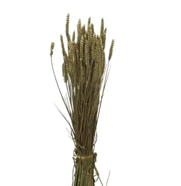 Getrockneter Weizen Gold - Trockenblumen - 20 Stück - Länge 40 cm