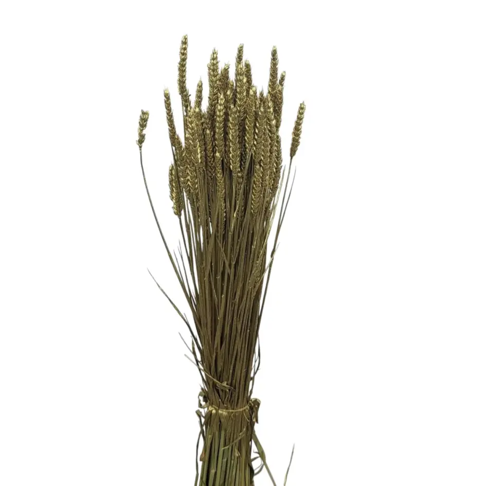 Getrockneter Weizen Gold - Trockenblumen - 20 Stück - Länge 40 cm