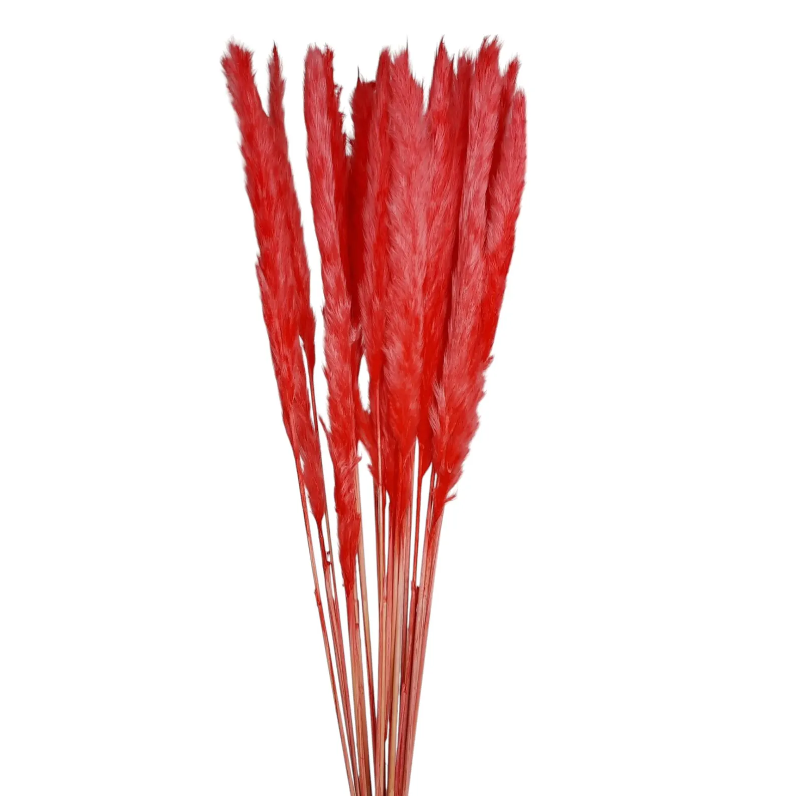 Getrocknetes Pampasgras Pink – Naturdekoration - 10 Stiele